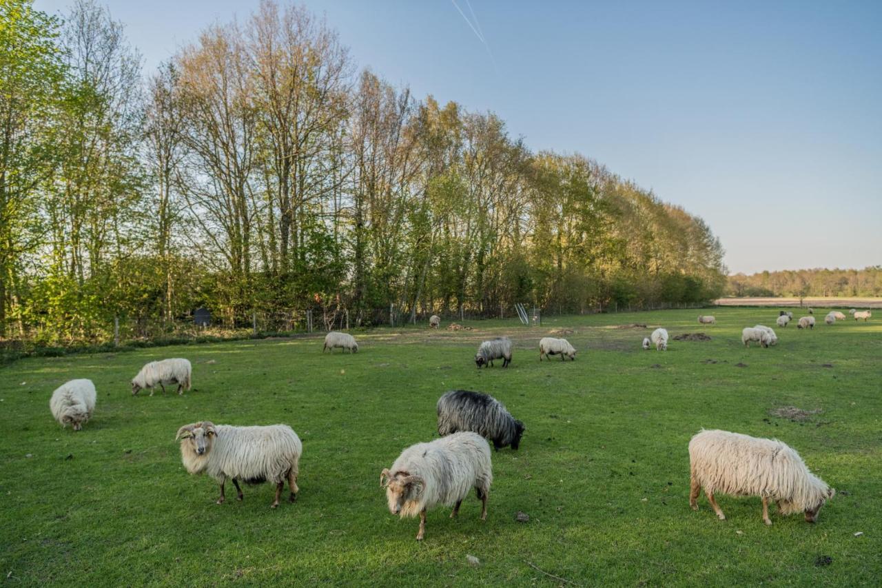 Pipowagen Elsebein Groningen Westerwolde Unieke Ligging Met Eigen Tuin En Vrij Uitzicht Over Veld Naar Natuurgebied Onstwedde Exterior photo